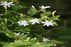 Jasminum roxburghianum
